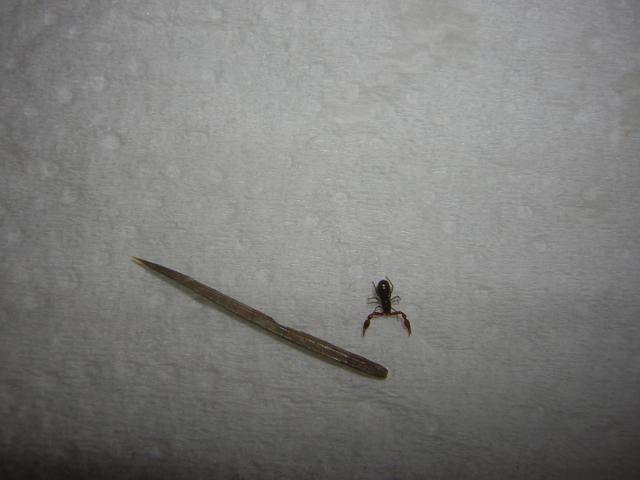 DSCN0729.jpg