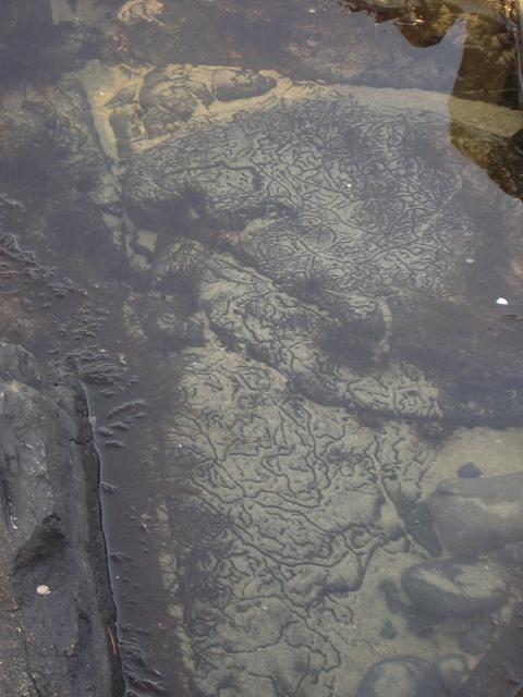 DSCN0785.jpg