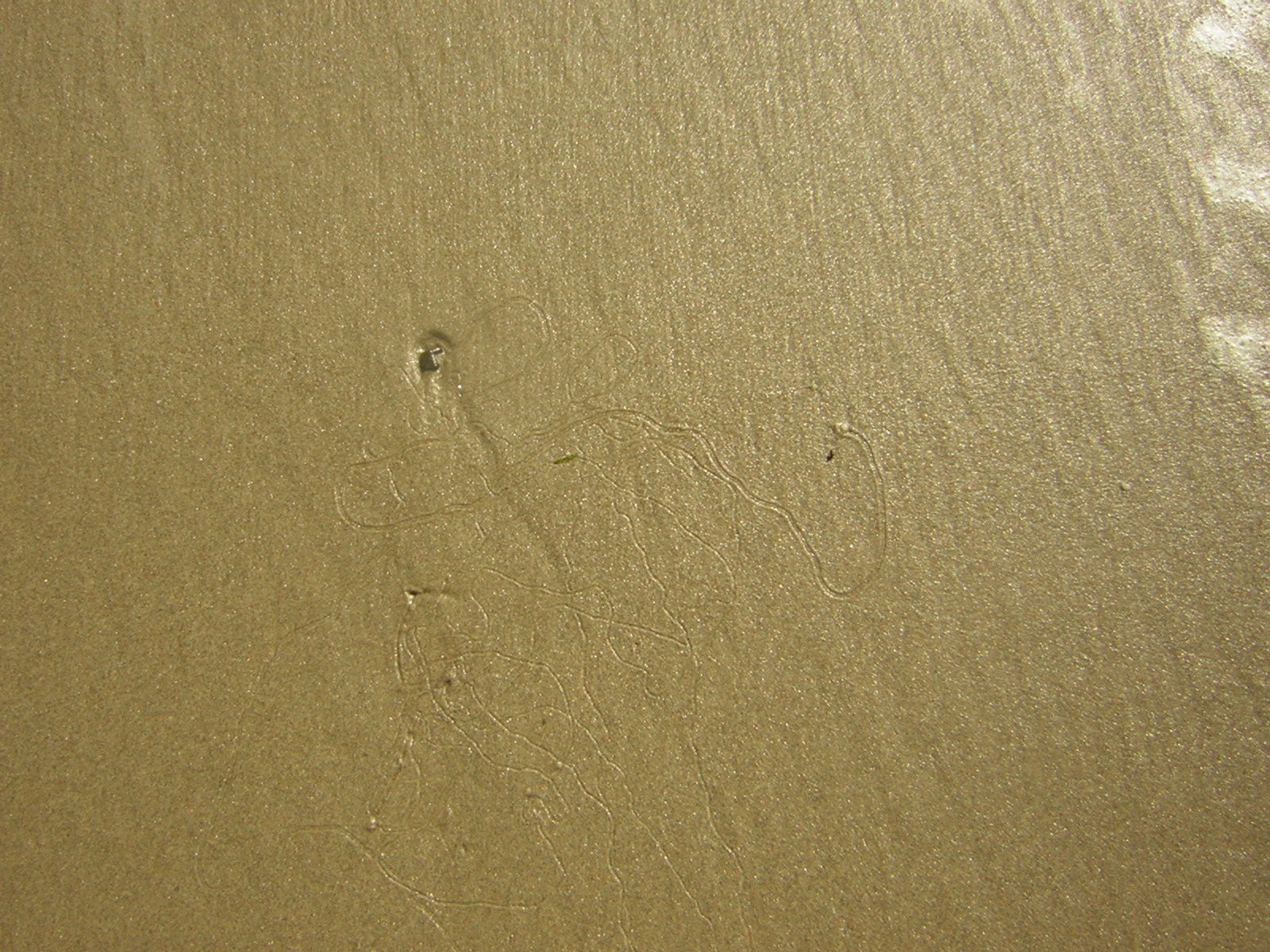 DSCN0226.jpg