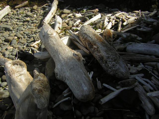 DSCN0239.jpg