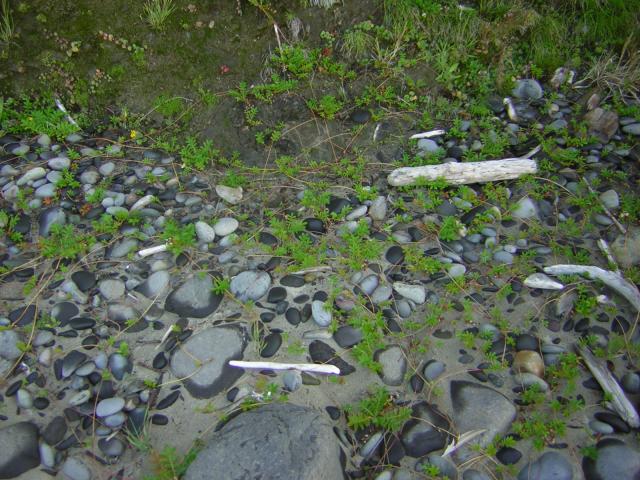 DSCN0242.jpg