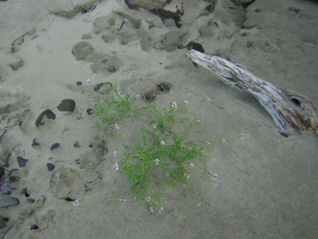 DSCN0245.jpg