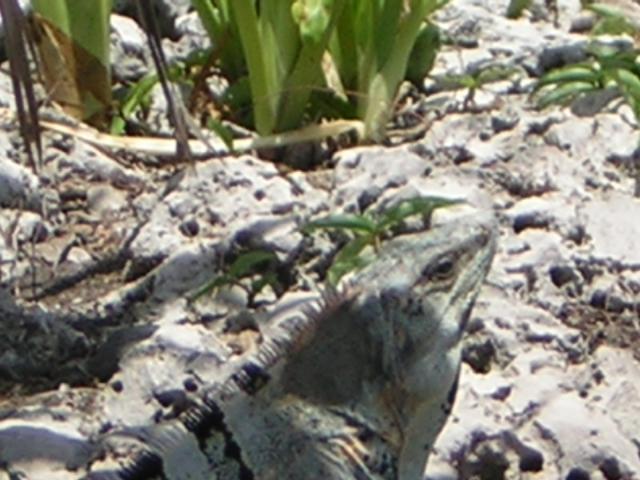 DSCN0078.jpg