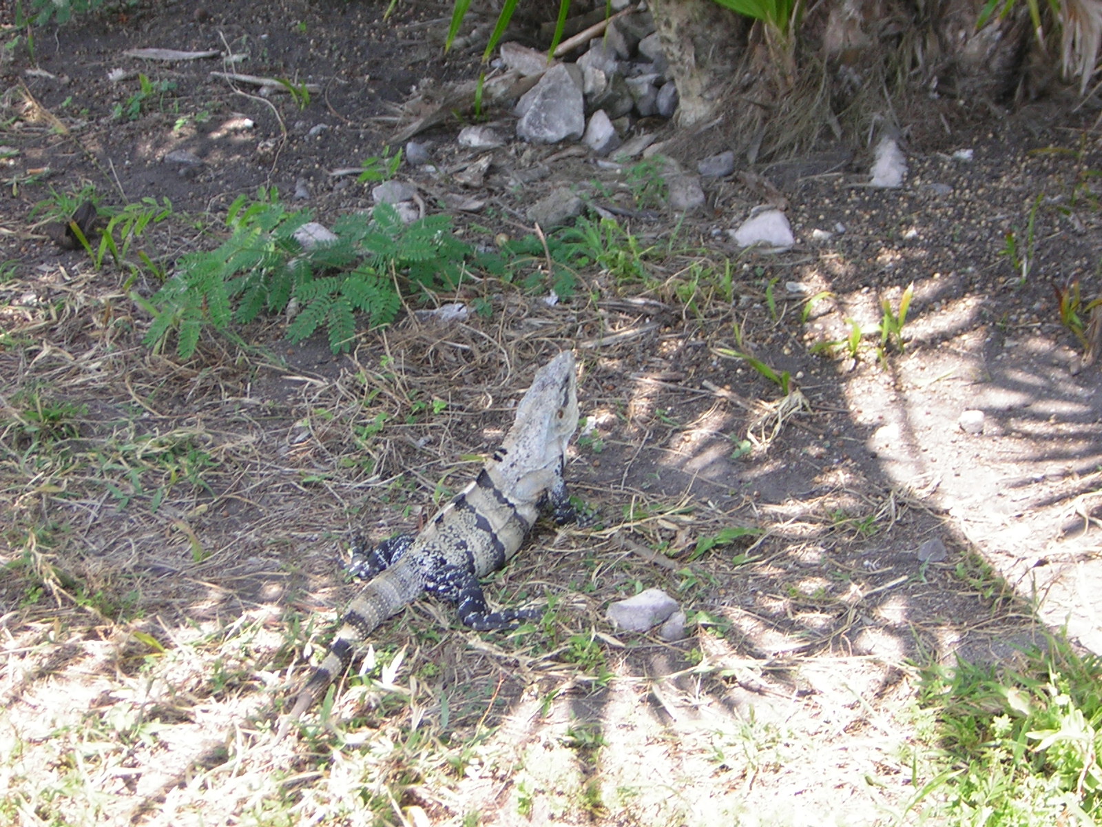 DSCN0080.jpg