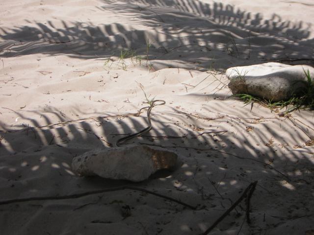 DSCN0095.jpg