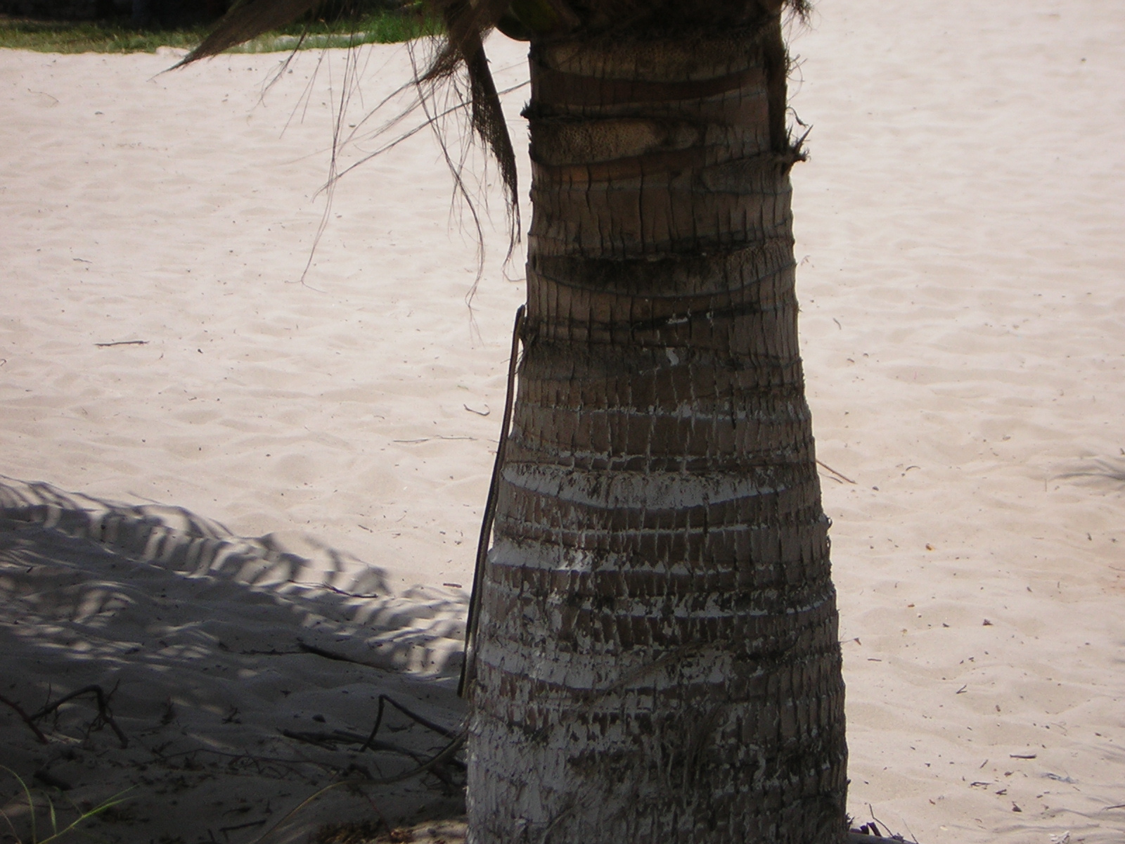 DSCN0096.jpg