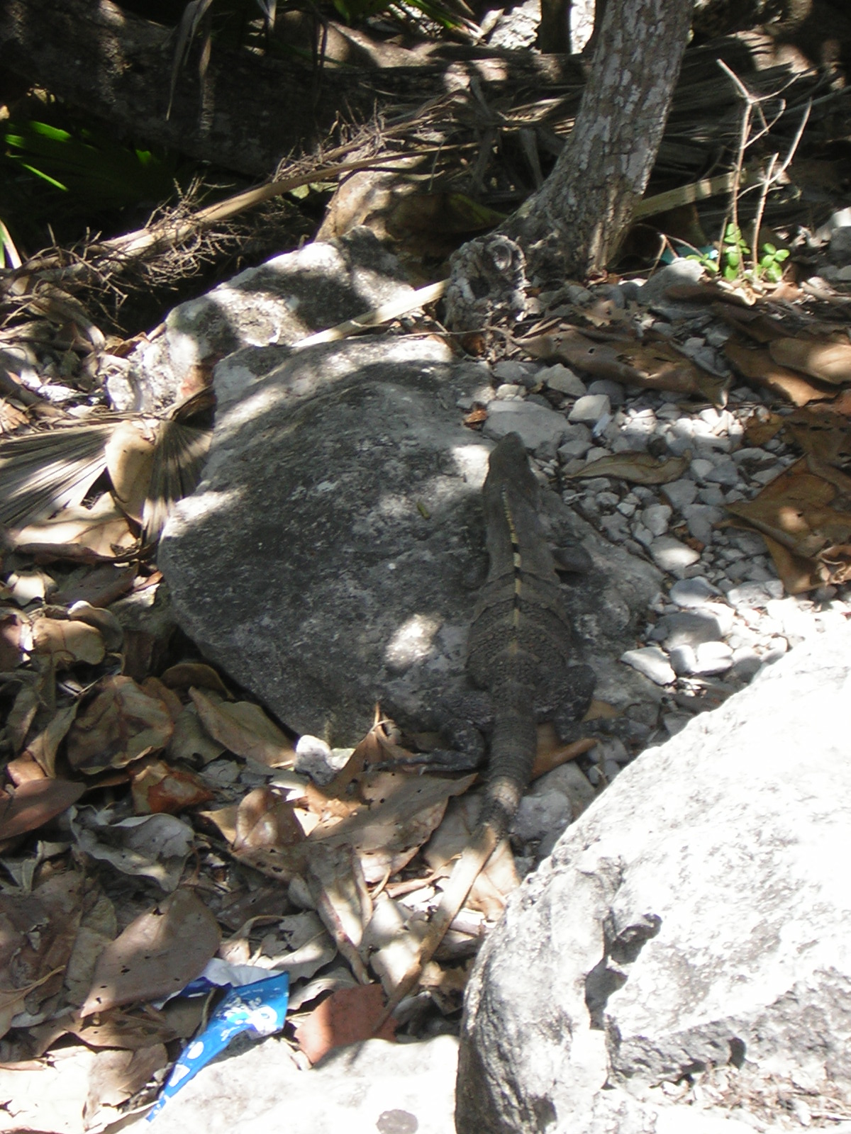 DSCN0098.jpg