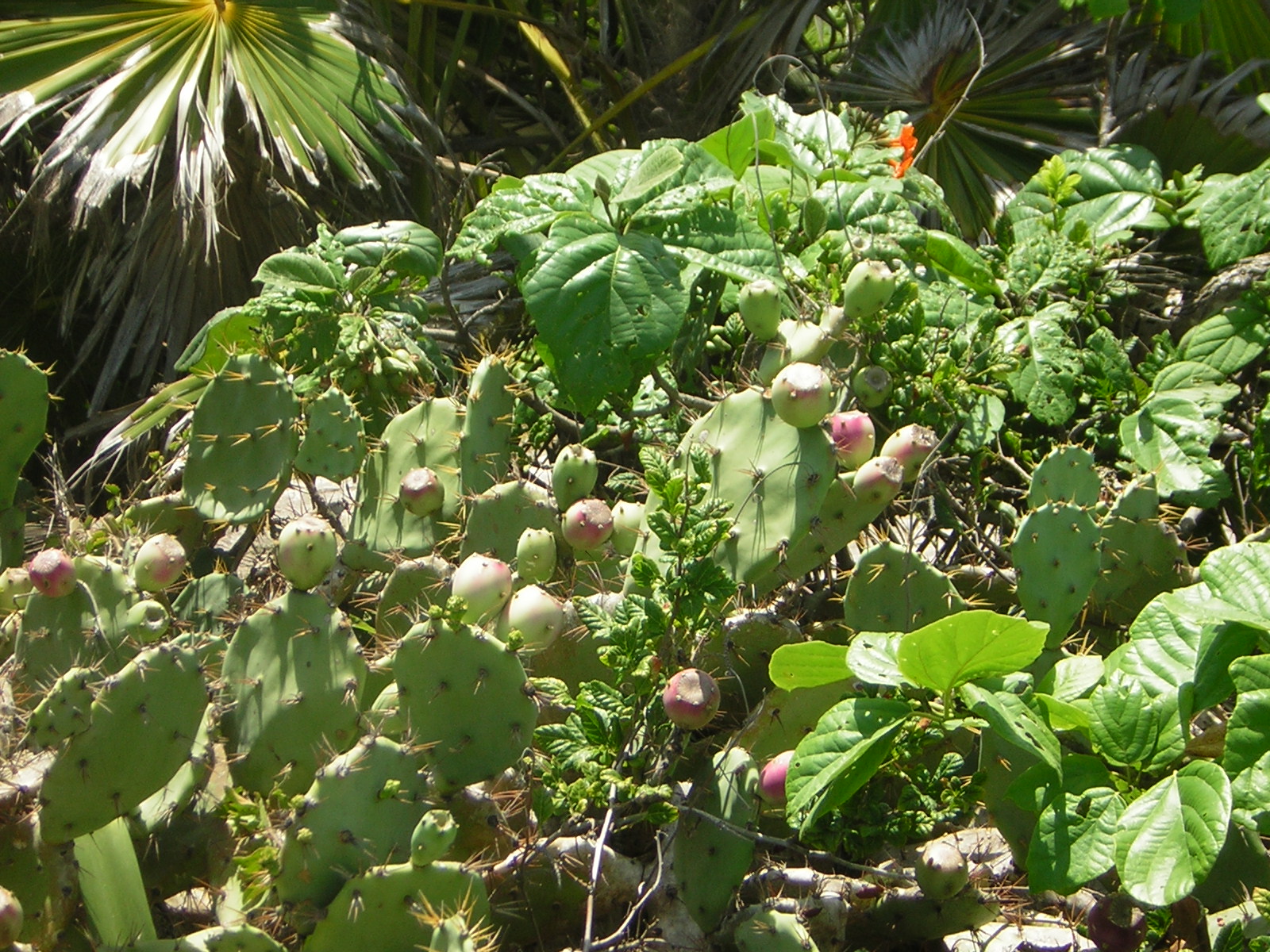 DSCN0109.jpg