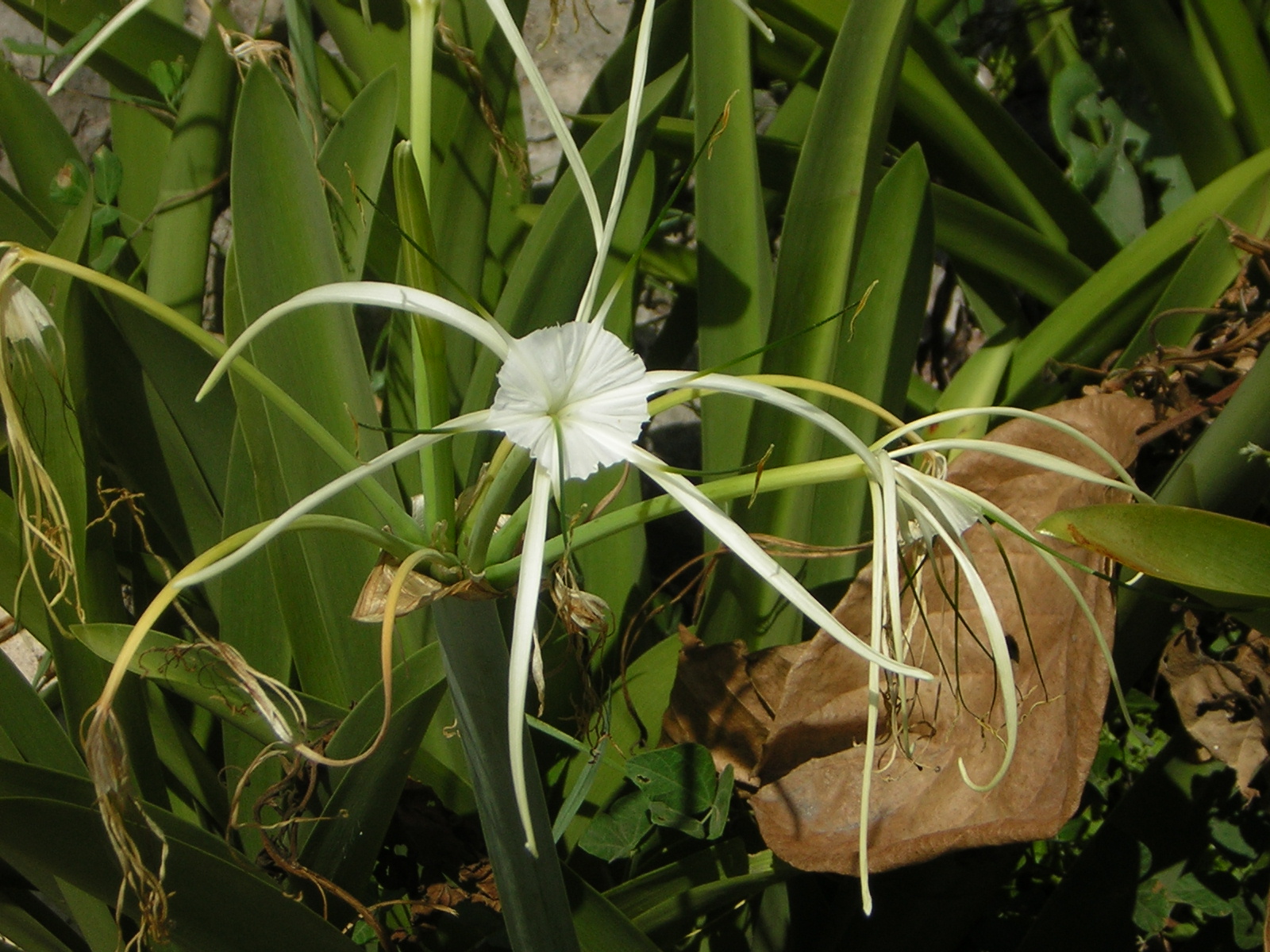 DSCN0110.jpg