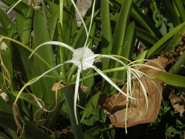 DSCN0110.jpg