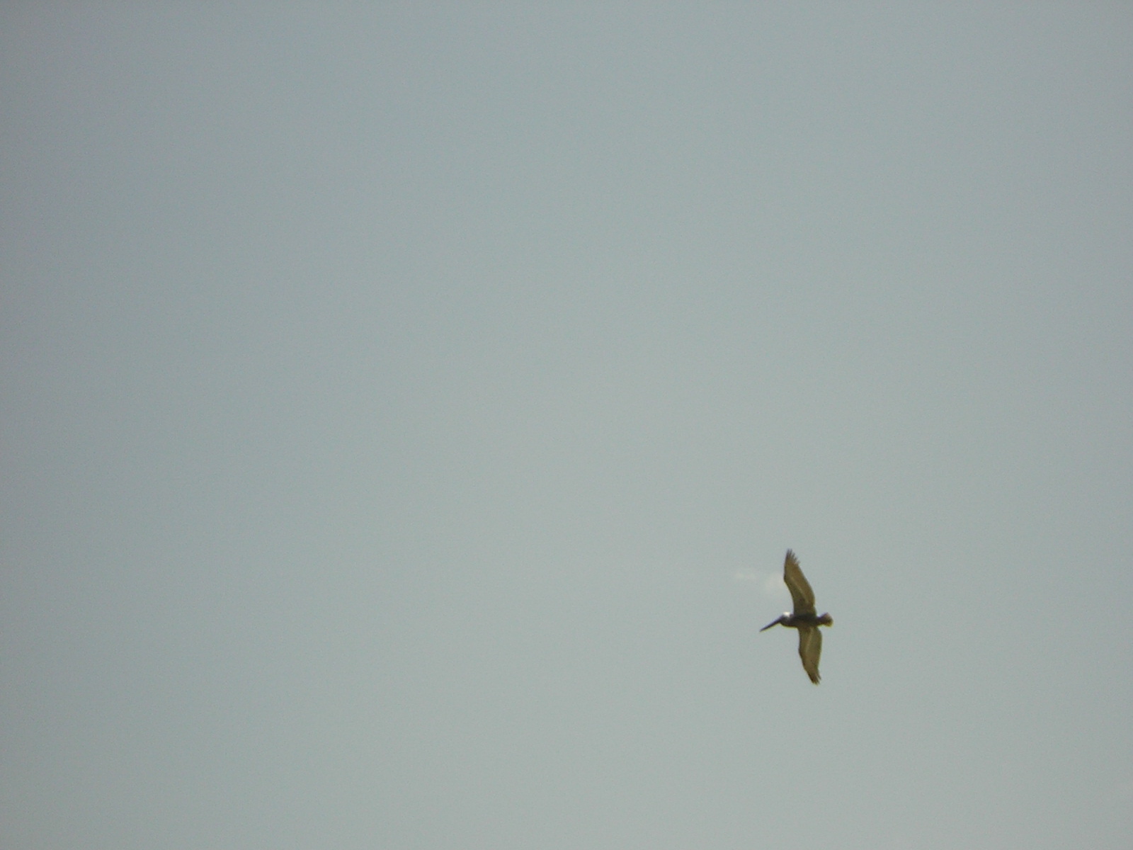 DSCN0116.jpg
