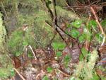 DSCN1678.jpg