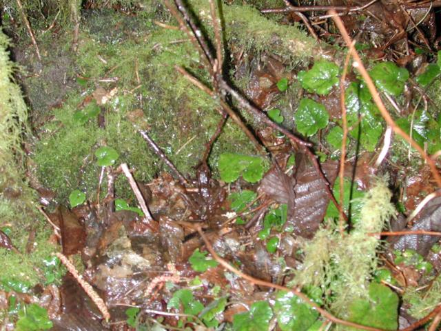 DSCN1679.jpg