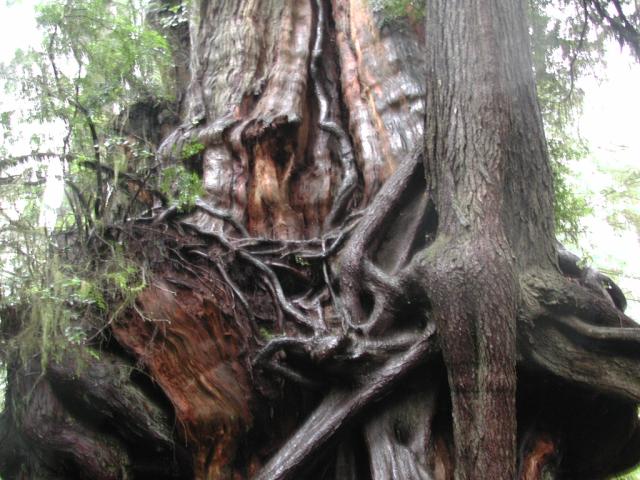 DSCN1706.jpg
