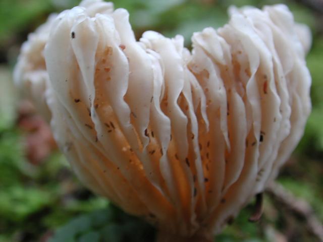 DSCN1774.jpg
