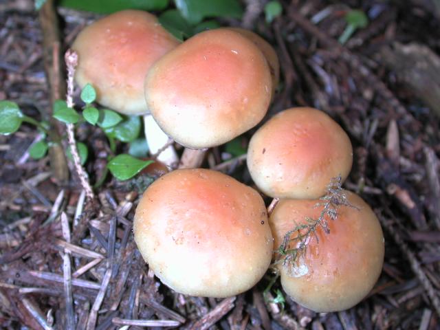 DSCN1775.jpg