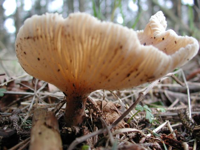 DSCN1786.jpg