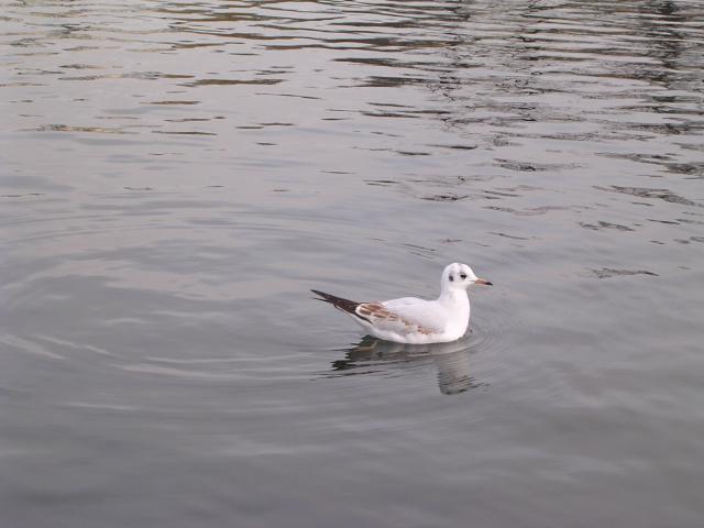 dscn0635.jpg