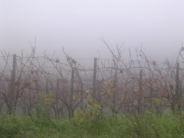 dscn1954.jpg