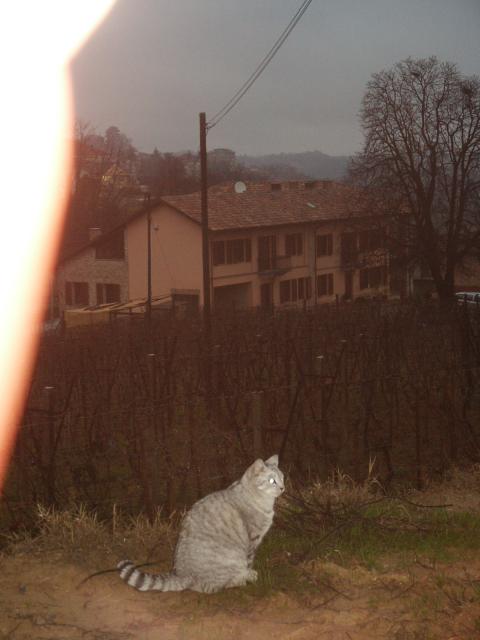 PICT0013.jpg