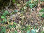 DSCN3671.jpg