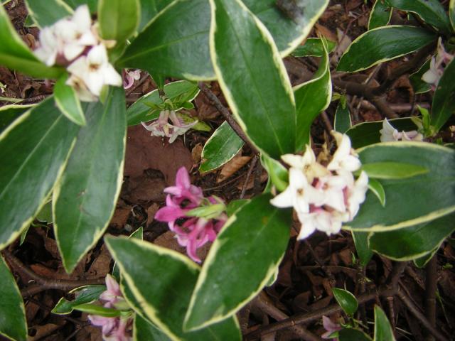 DSCN1235.jpg