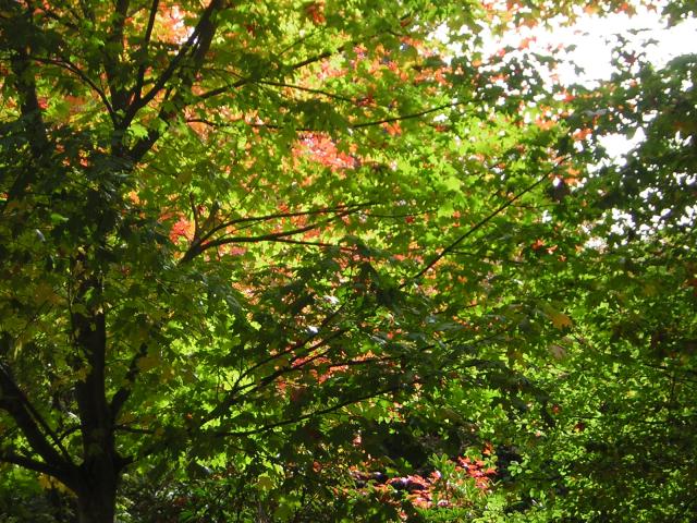DSCN0454.jpg