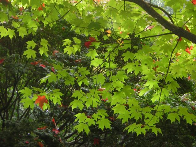 DSCN0455.jpg