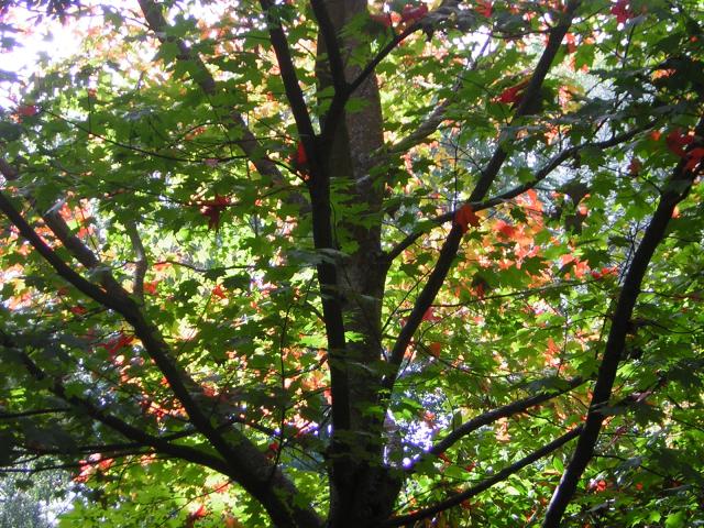 DSCN0456.jpg