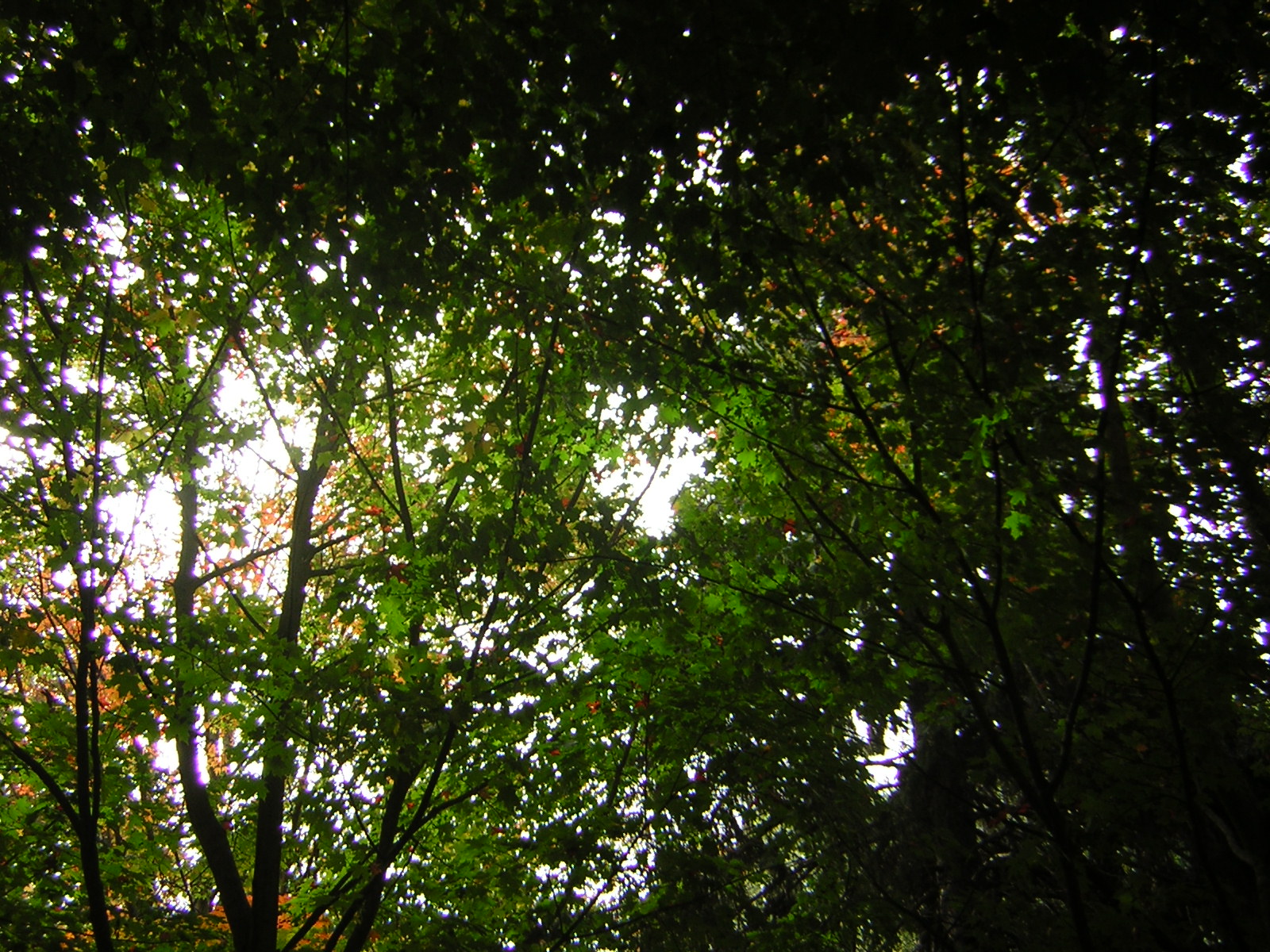 DSCN0458.jpg