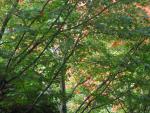 DSCN0460.jpg