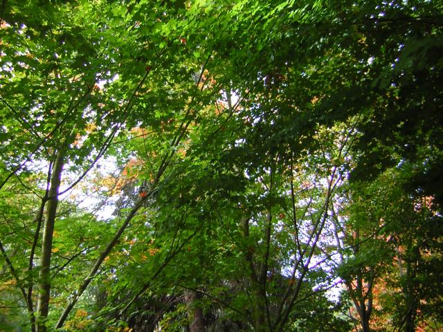 DSCN0461.jpg