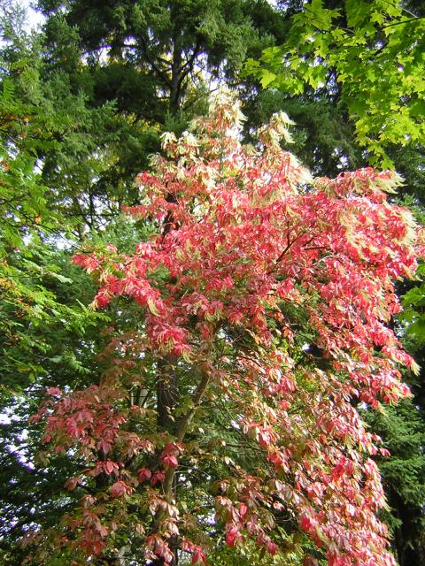 DSCN0464.jpg
