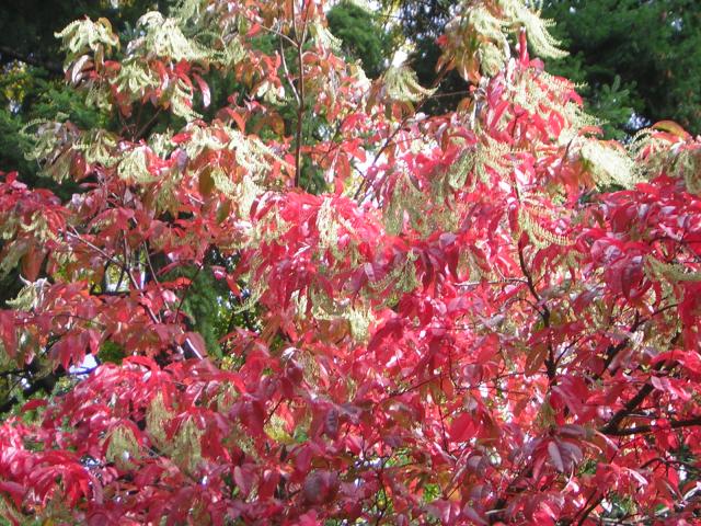 DSCN0466.jpg
