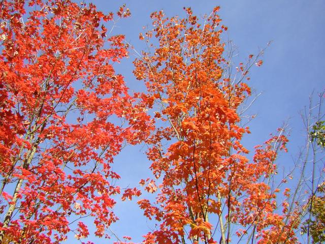 DSCN0495.jpg