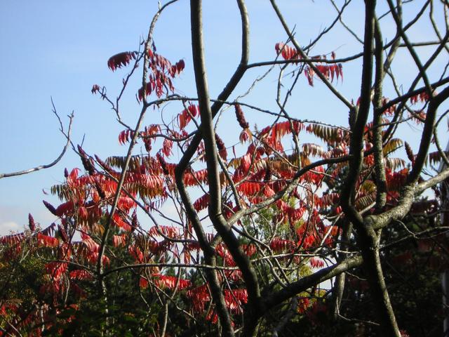 DSCN0499.jpg