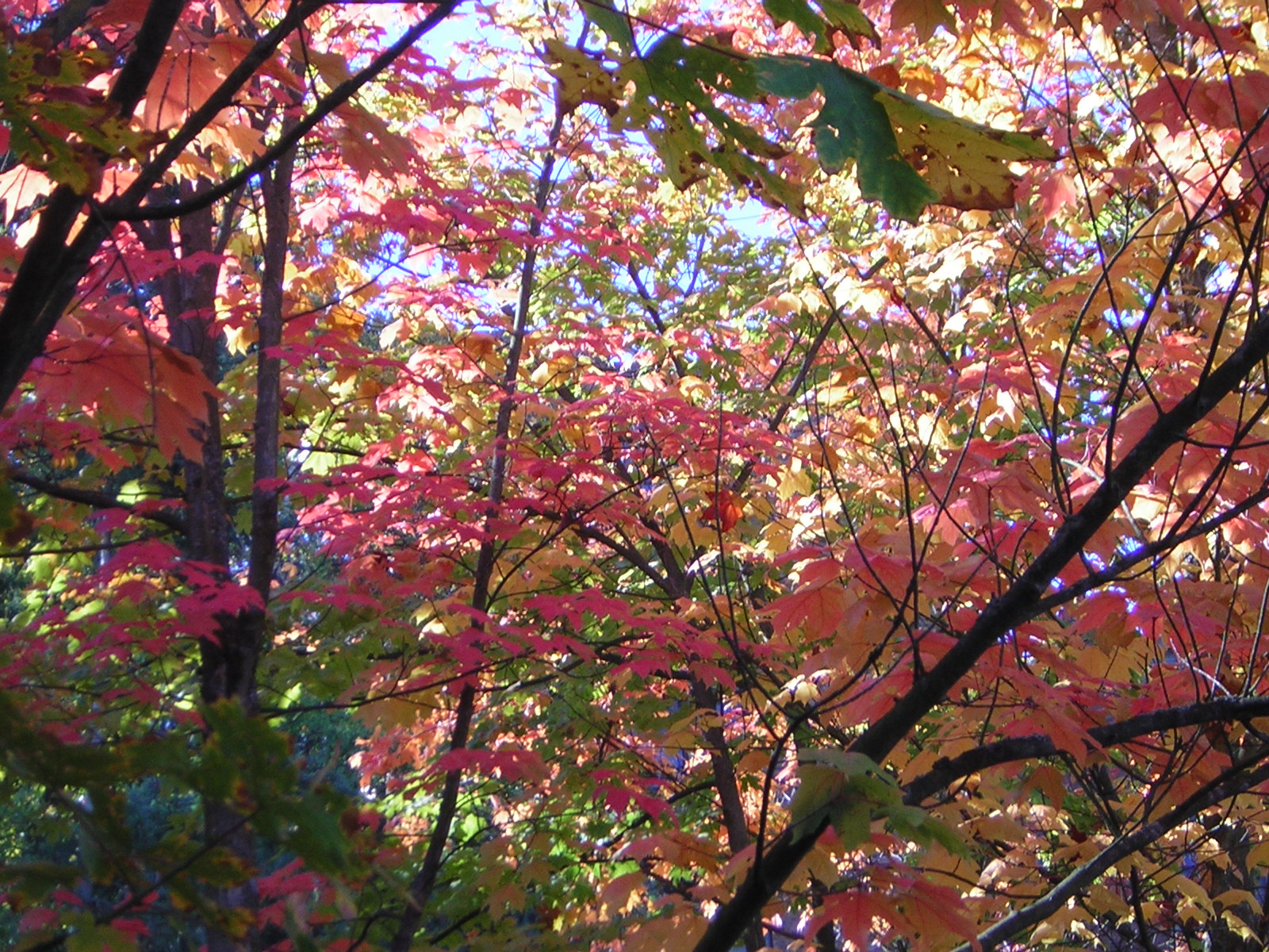 DSCN0504.jpg