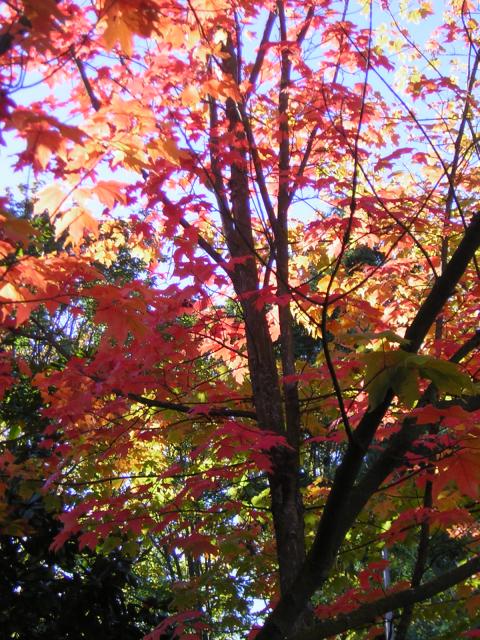 DSCN0505.jpg