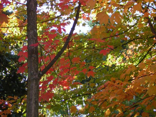 DSCN0507.jpg