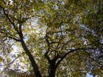 DSCN0520.jpg