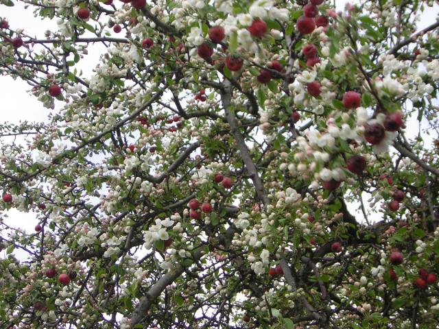 DSCN1367.jpg