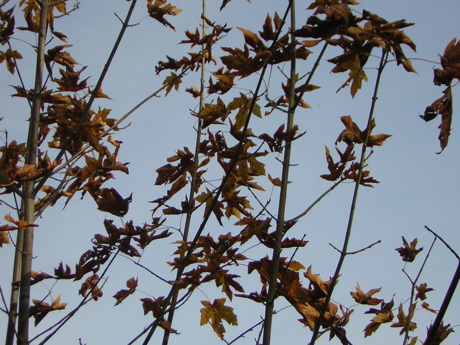DSCN0562.jpg