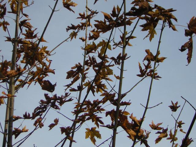 DSCN0562.jpg