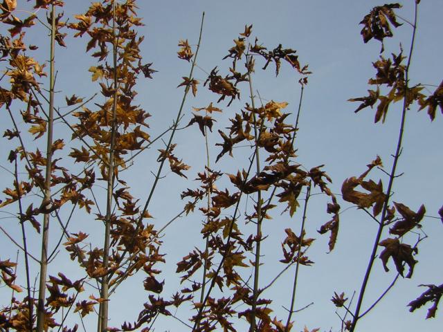 DSCN0563.jpg