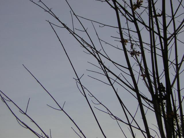 DSCN0564.jpg