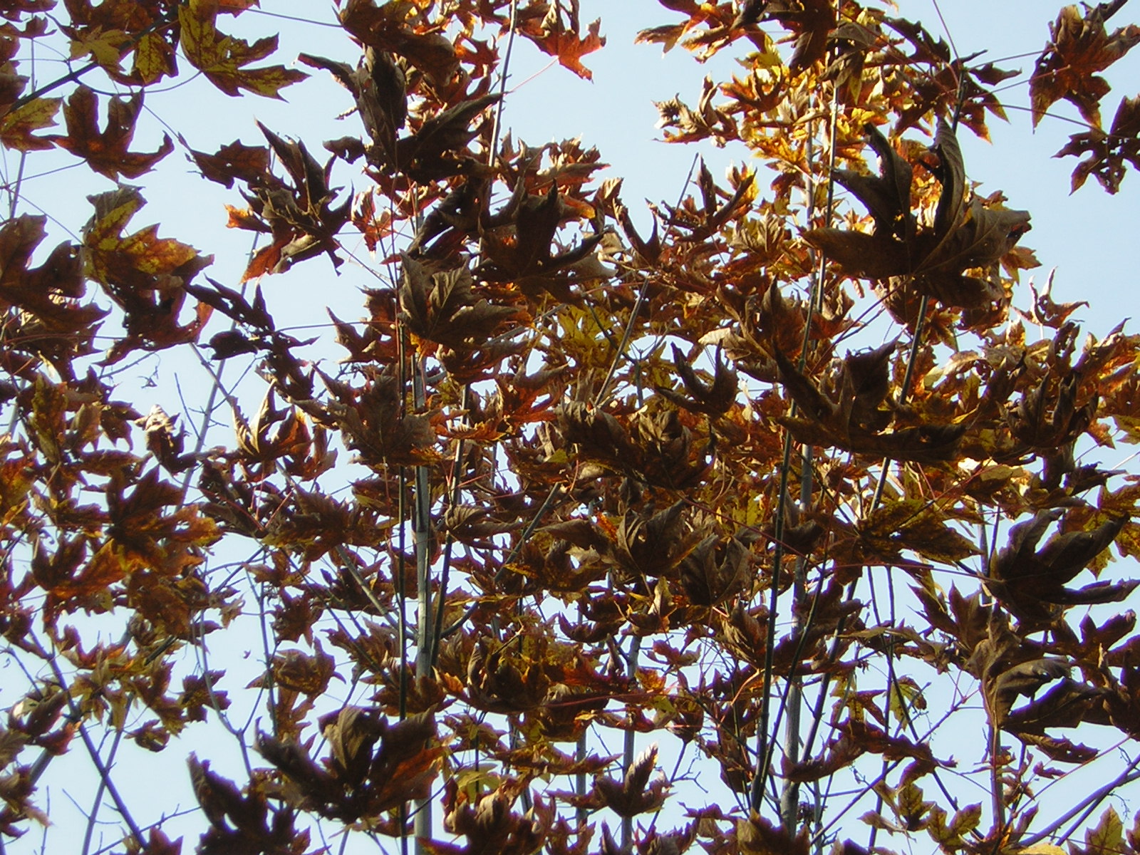 DSCN0565.jpg