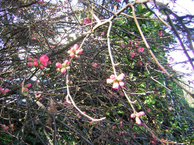 DSCN1184.jpg