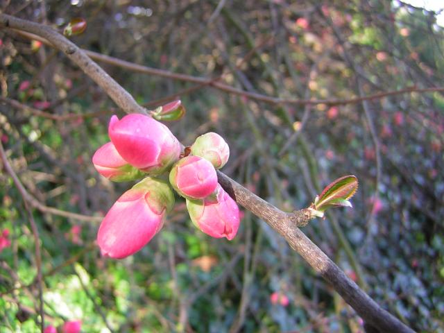DSCN1187.jpg