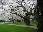 Yoshino Cherry Trees