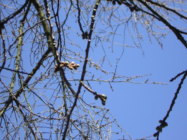 DSCN1209.jpg